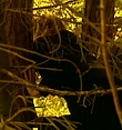 Filename=0047.jpg
Filesize=334KiB
Dimensions=958x544
Date added=Mar 06, 2018 0047.jpg